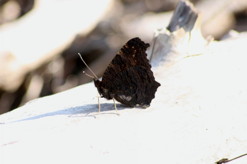 Ninfalidi e Ninfalidi satiridi